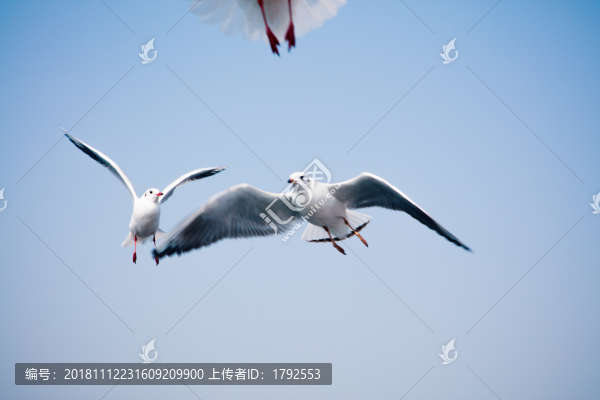 昆明海埂大壩西伯利亞紅嘴鷗