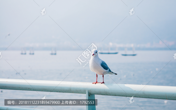 昆明海埂大壩西伯利亞紅嘴鷗