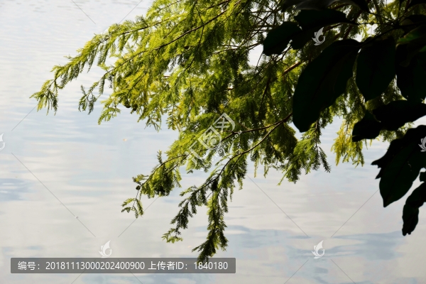 綠樹