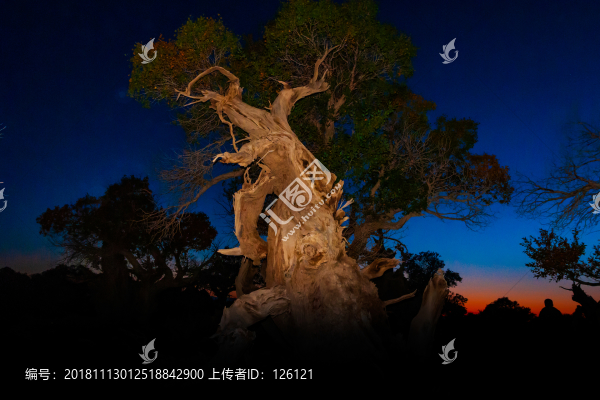 胡楊