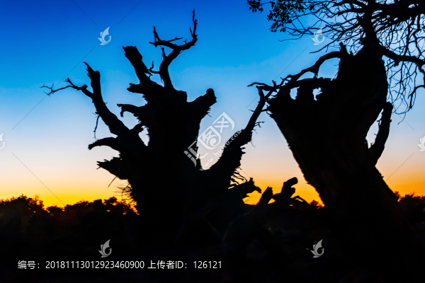 胡楊