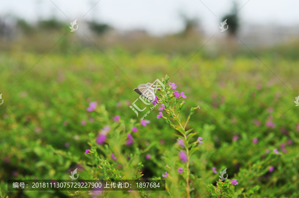 花叢