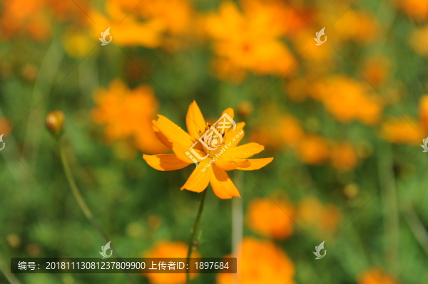 菊