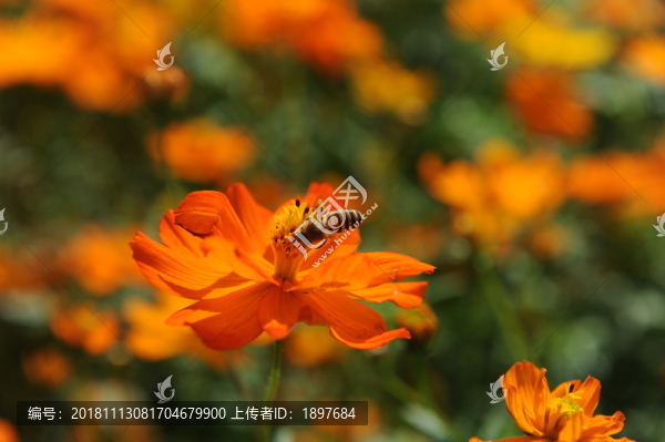 采蜜