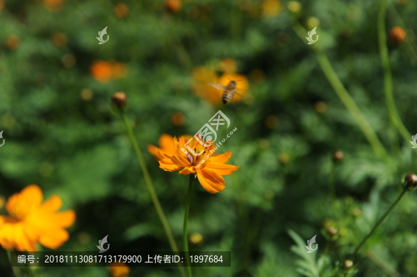 采蜜
