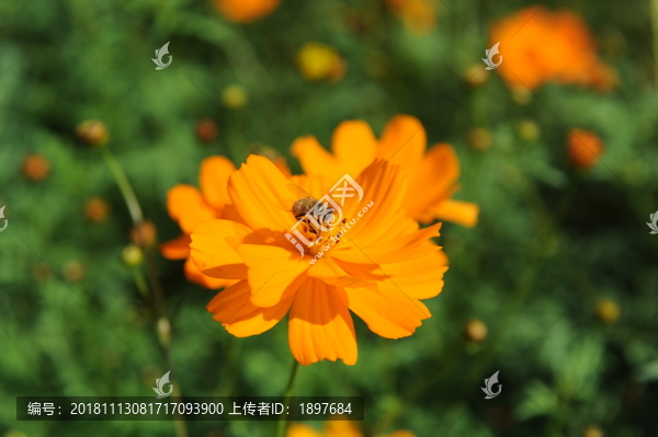 采蜜