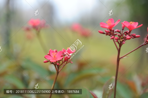 紅色小花