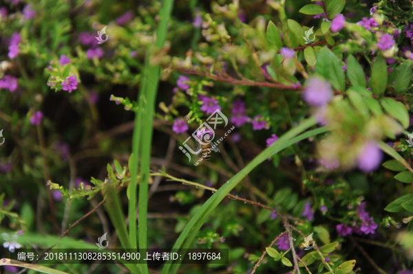 采蜜