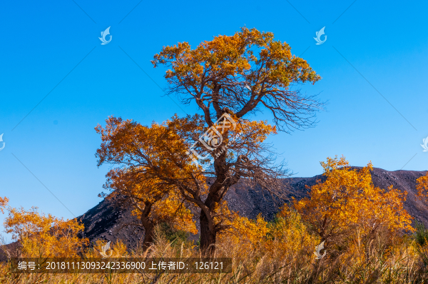 胡楊