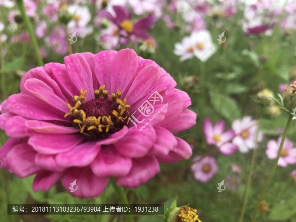 百日菊