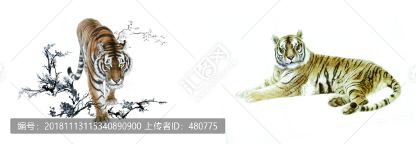 老虎