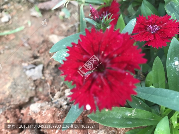 紅色草花