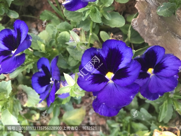 藍三色堇