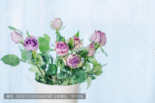 夢(mèng)露玫瑰花