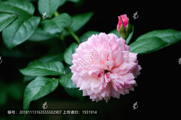 康斯坦茨月季花