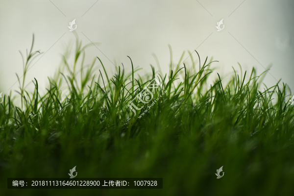微距綠草