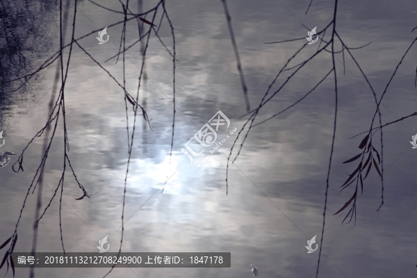 柳枝湖水光影