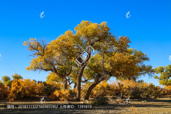 胡楊英雄影視城