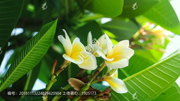 緬甸梔子