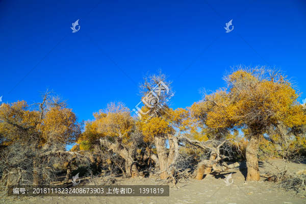 胡楊英雄影視城