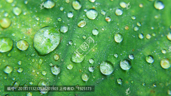 露珠