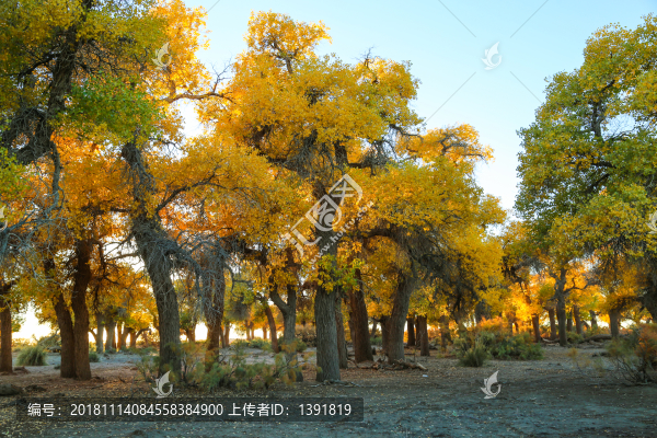 胡楊英雄影視城