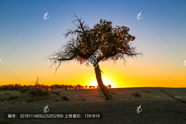 胡楊英雄影視城