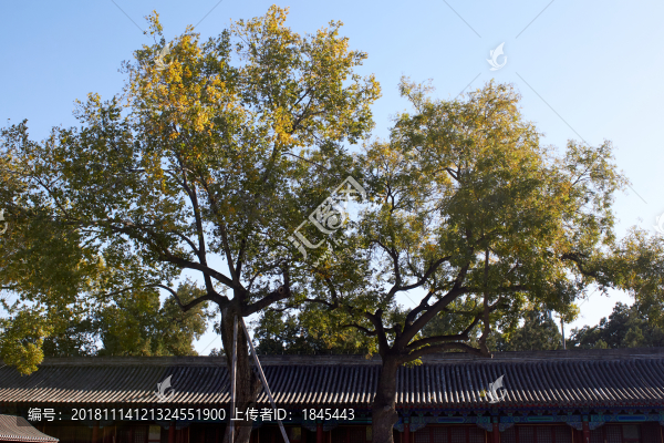 故宮古樹(shù)