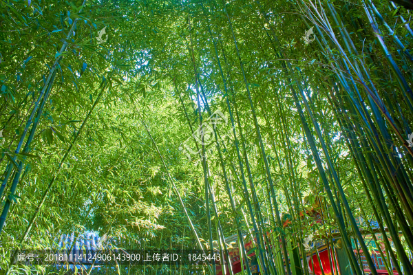 竹林