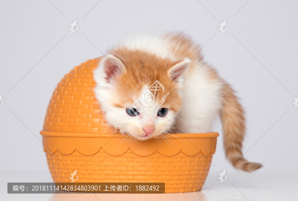 可愛的小貓咪