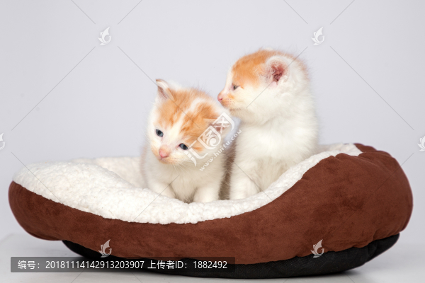 可愛的小貓咪