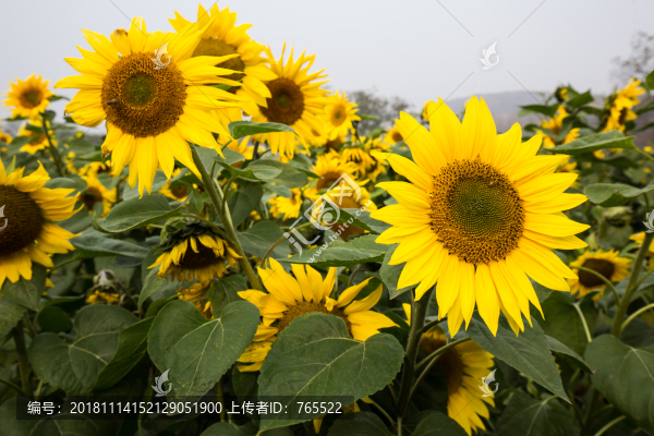 向日葵花