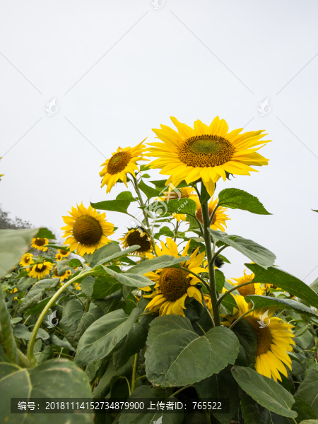 向日葵花