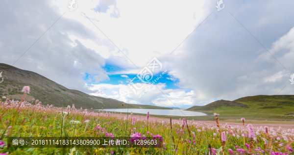 花海和湖泊
