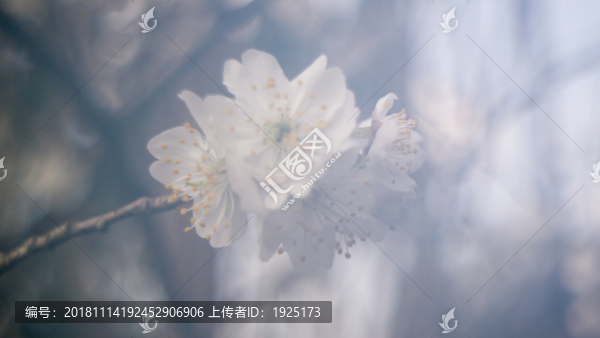霧里看花