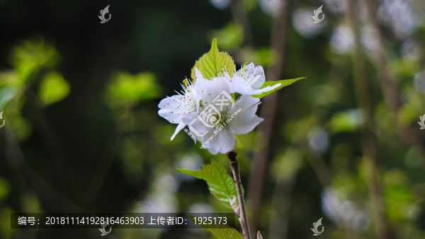 櫻花