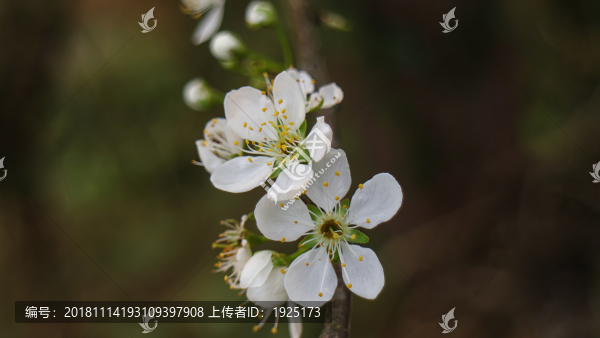 李花
