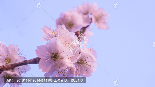 櫻花