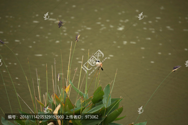臨水之風(fēng)