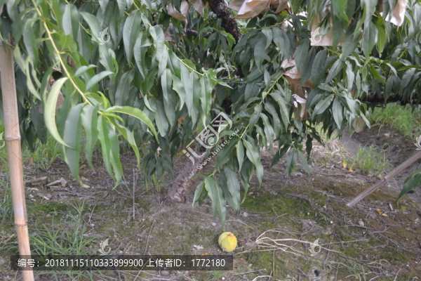 新鮮黃桃果園精品攝影圖