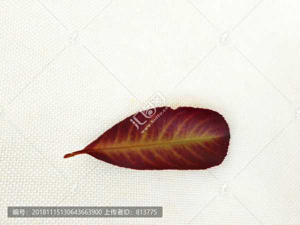 紅紋葉片