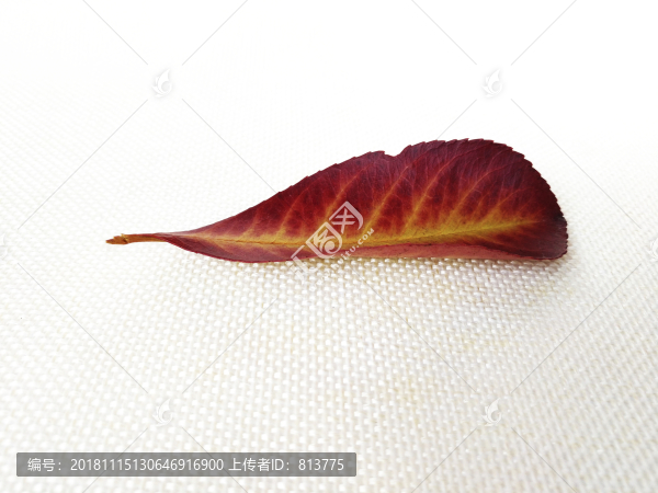 紅葉圖