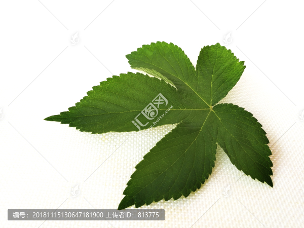 花邊綠葉