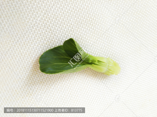嫩菜心