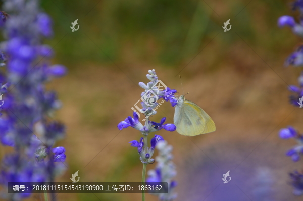蝴蝶