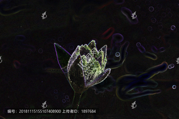 睡蓮