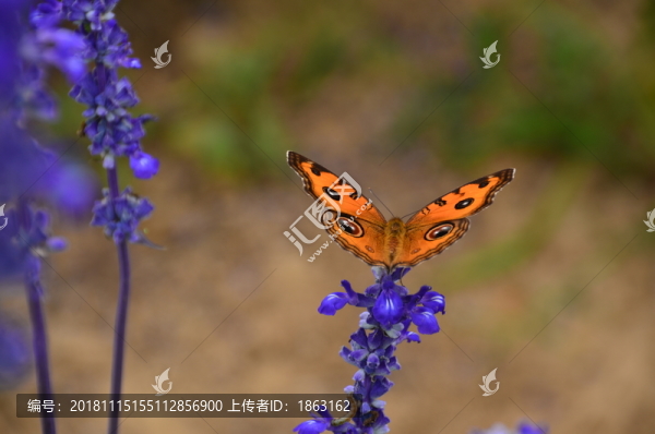 蝴蝶