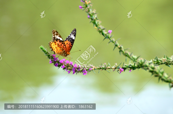 蝴蝶