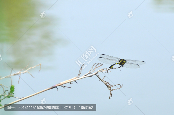 蜻蜓