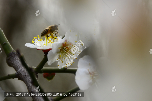 梅花